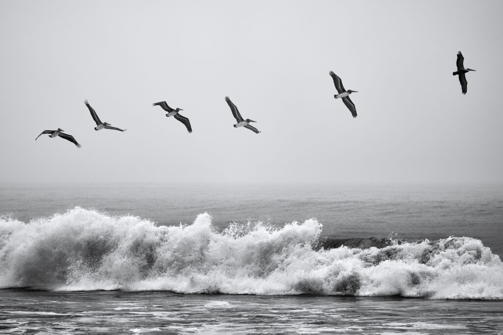 Gulls In Flight. wildlife, ocean, waves, birds, flight.