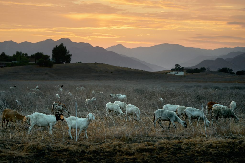 Targeted Grazing. agriculture, american west, fire abatement, goats, targeted grazing, western.