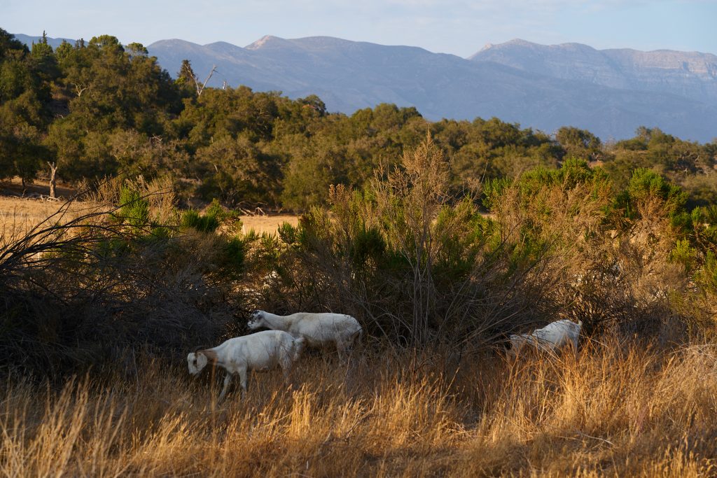 Ojai Valley Targeted Grazing. agriculture, american west, fire abatement, goats, targeted grazing, western.