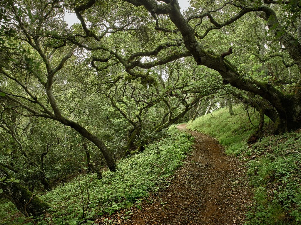 Wooded Trail. landscape, Silicon Valley, trail, outdoors, park, trees, path.