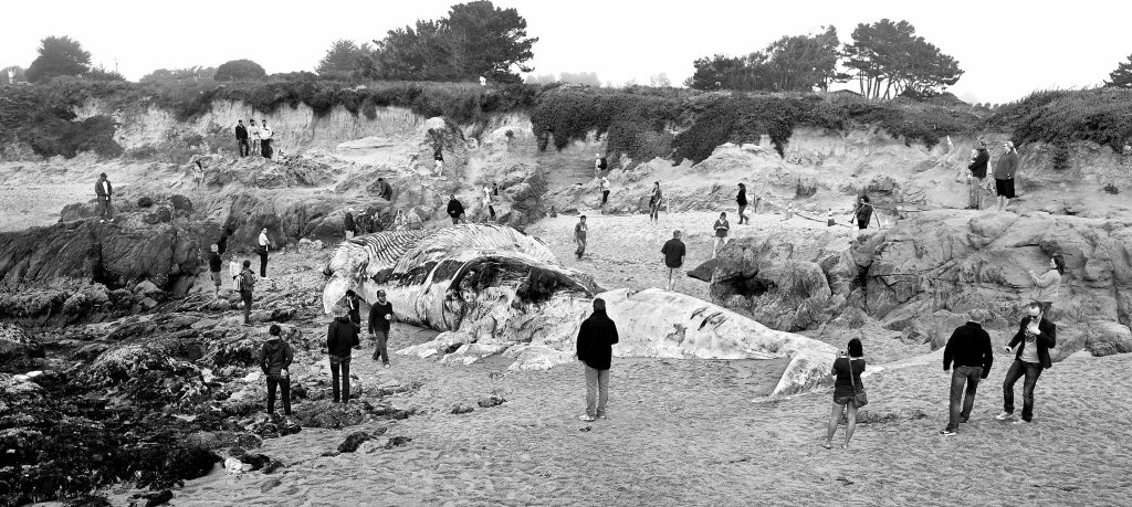 Beached Whale. whale, crowd, strange, beach, reportage.