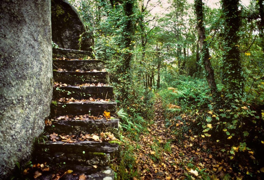 Forest Stairs. tower, stairs, forest, park, leaves.