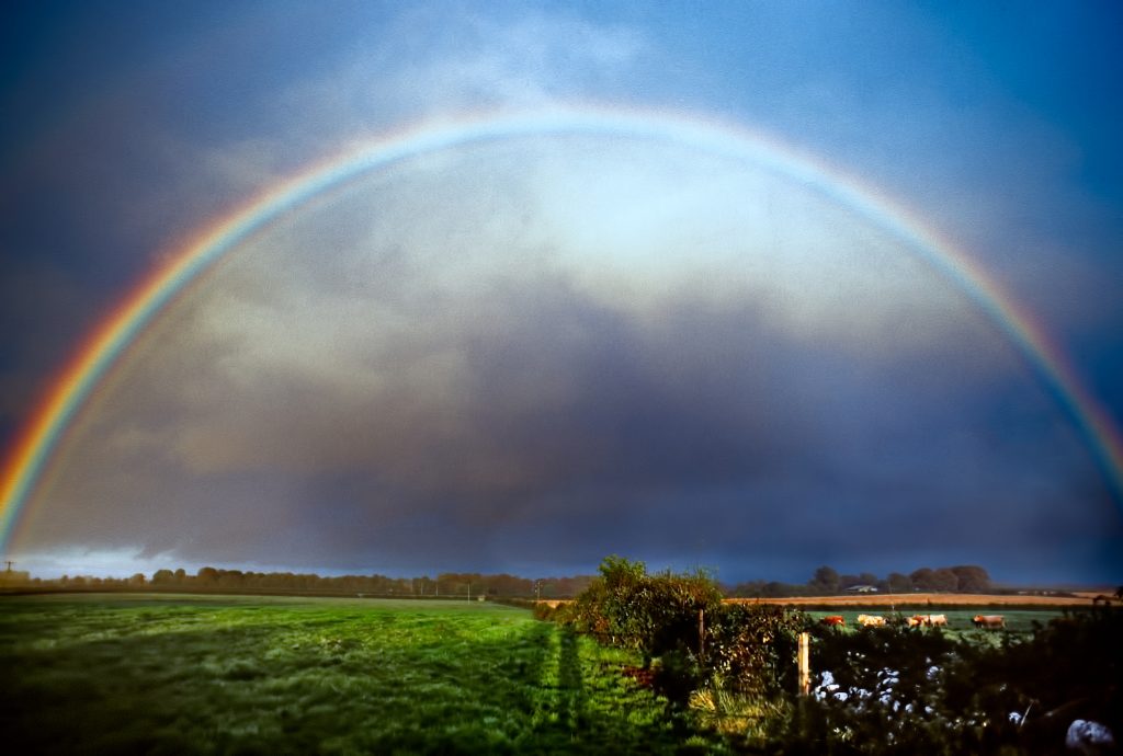 Rainbow (Ireland). travel, rainbow, cows, rain, field, drama.
