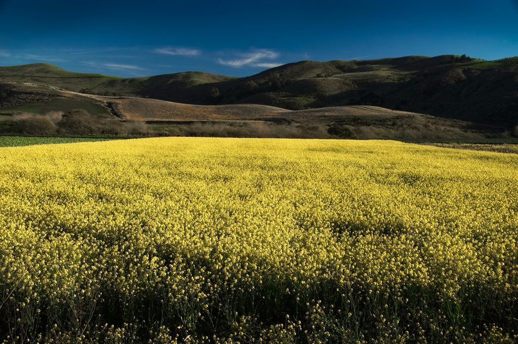 Mustard Plant. agriculture, landscape, yellow, field, plant, mustard.