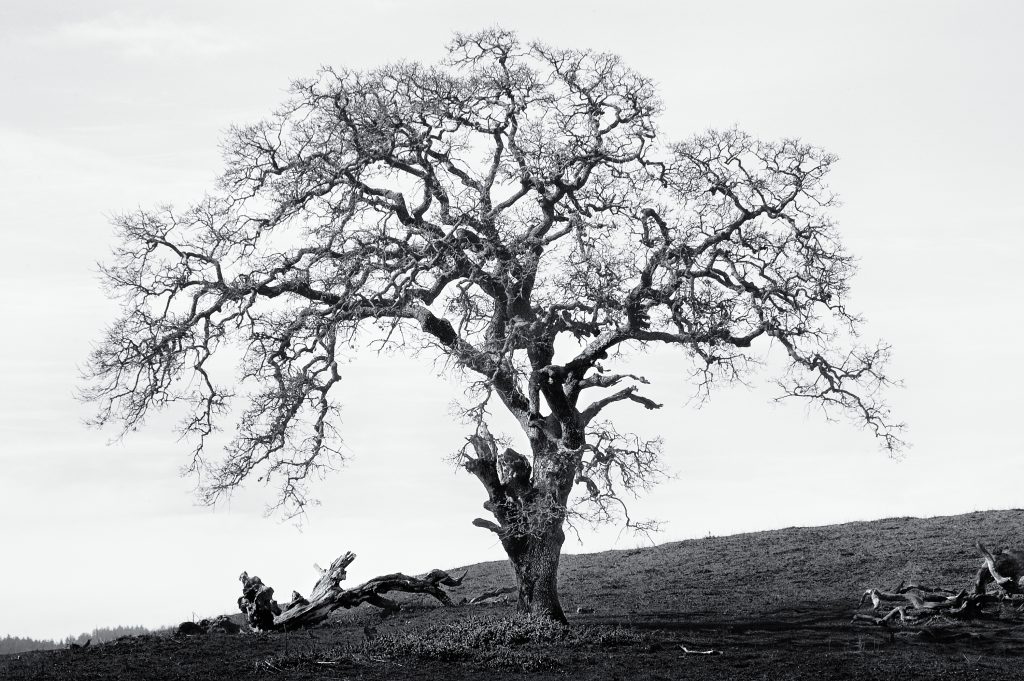 Oak. oak, tree, hill, wood, landscape.