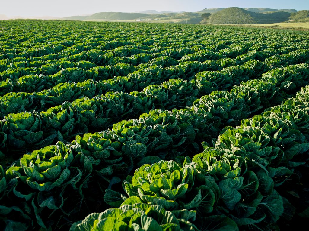 Collard Greens Field. reportage, agriculture, farming, vegetable, produce, pattern, greens.