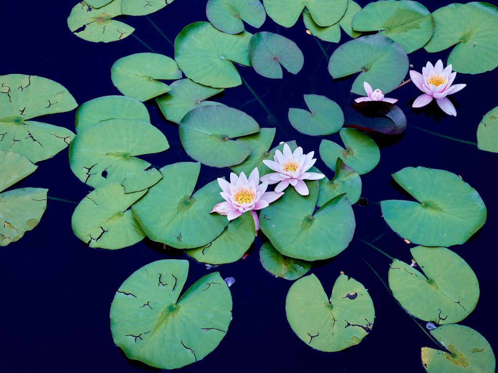 Lotus Flower. flower, lily pad, nature, lotus flower, pond.