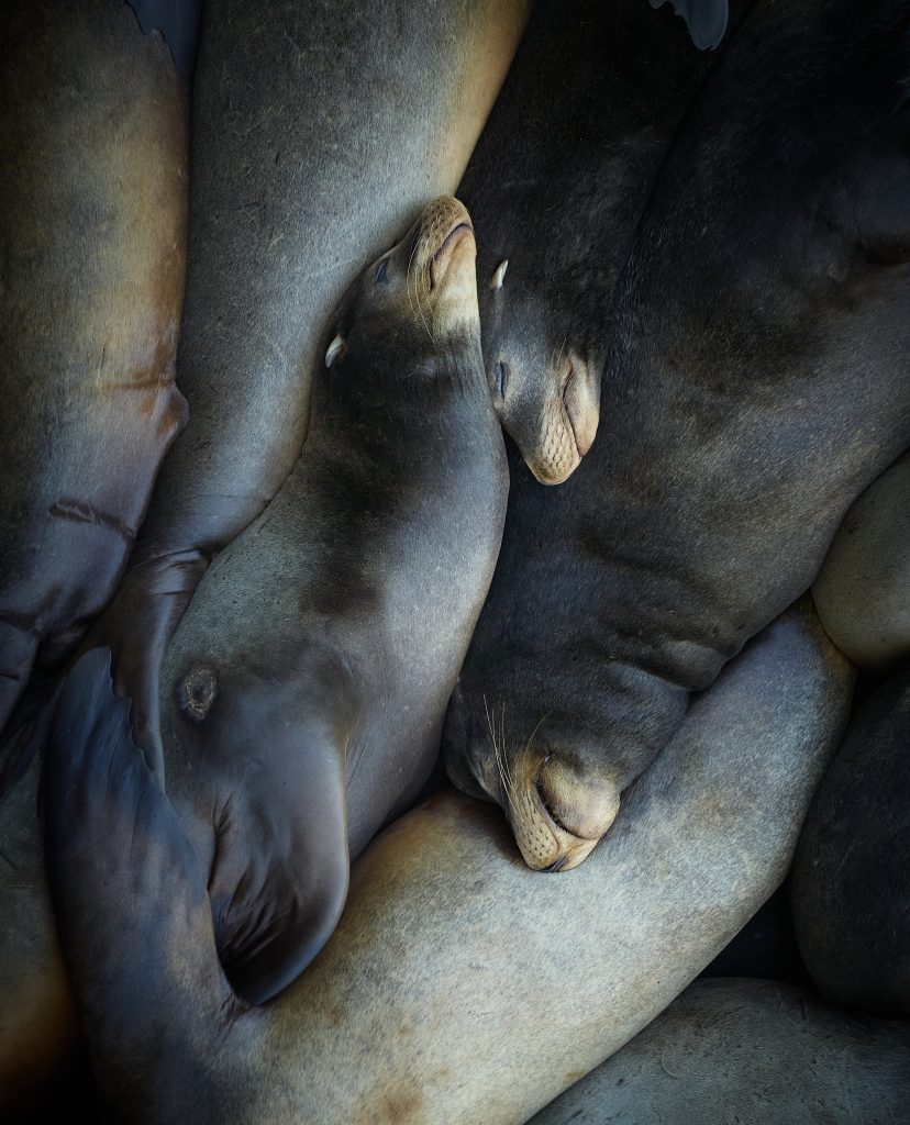 Sea Lions. wildlife, sea lions, sleeping.