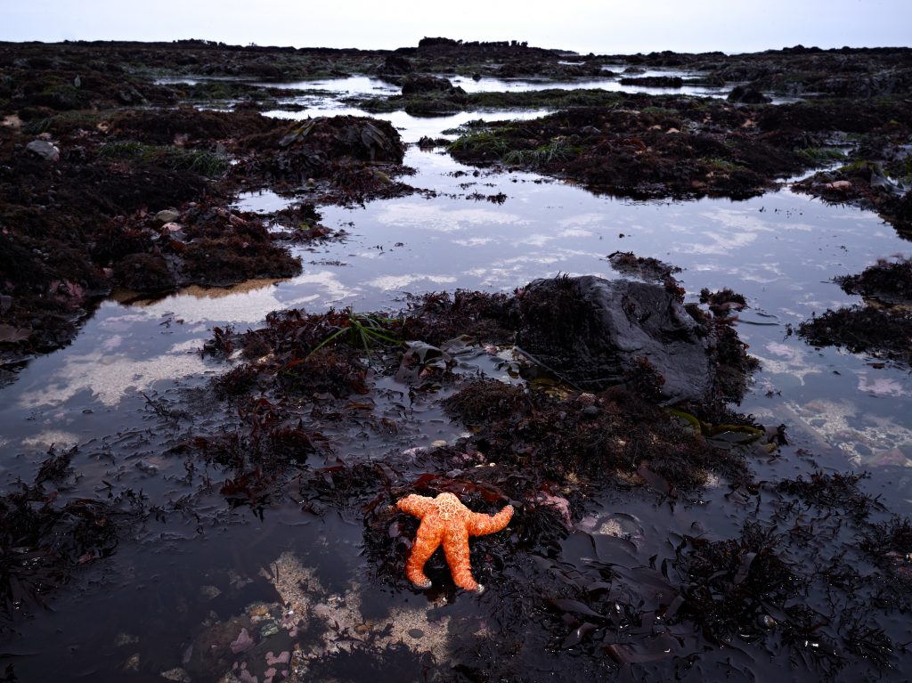Starfish. wildlife, starfish, tide pool, low tide.